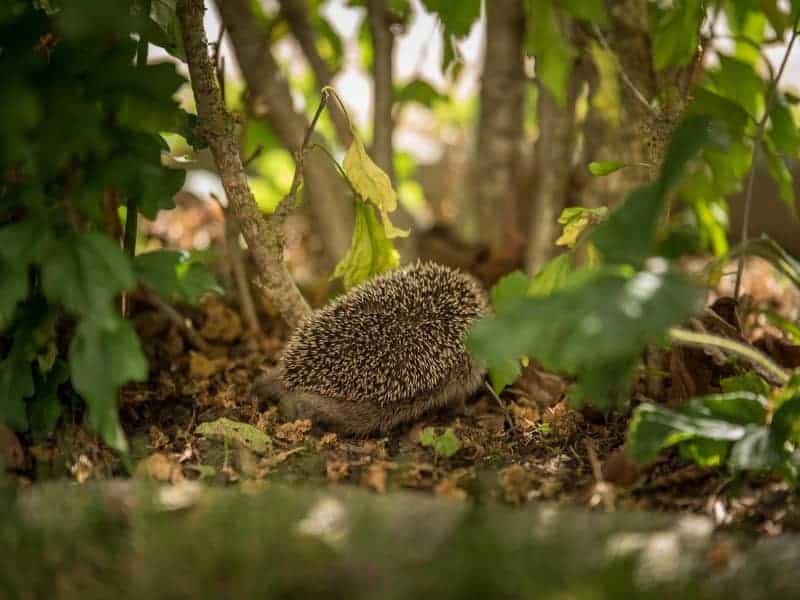 Haben Igel einen Schwanz