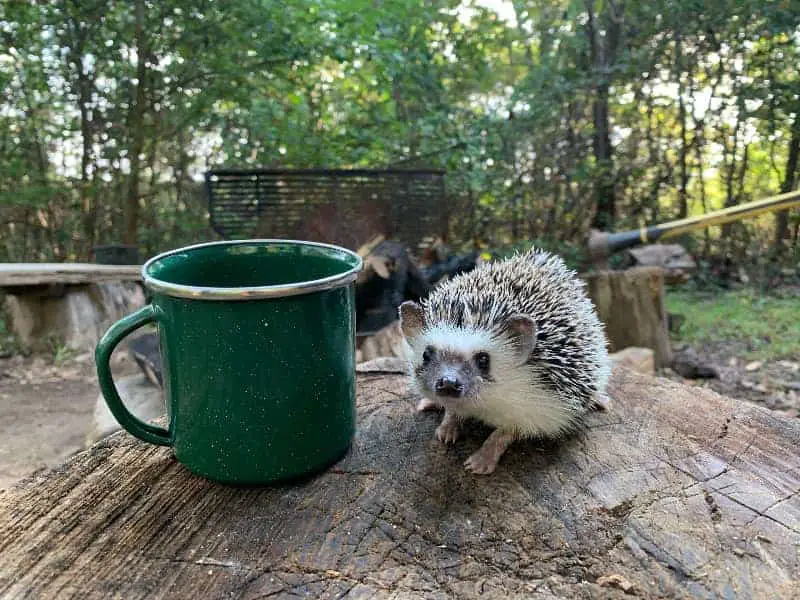 Welches Gewicht sollte ein Igel im Herbst haben?