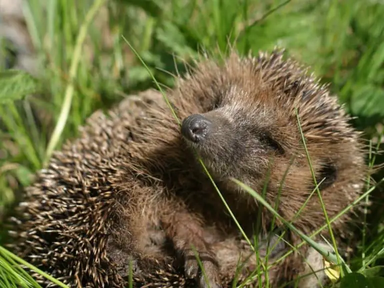 Fressen Igel Eier?