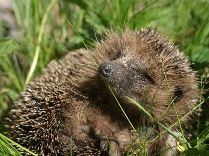 fressen igel eier