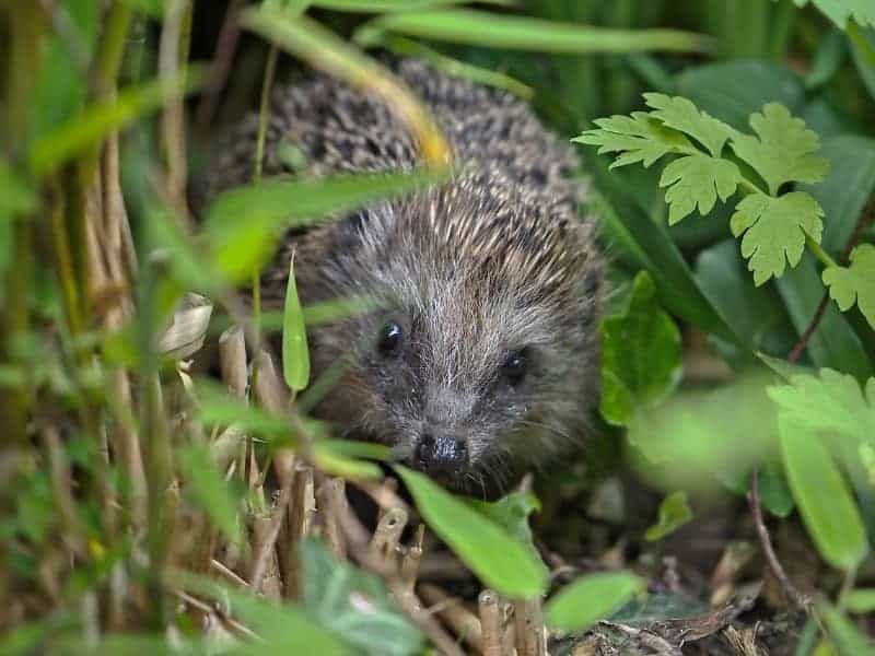 Igel im garten was tun?