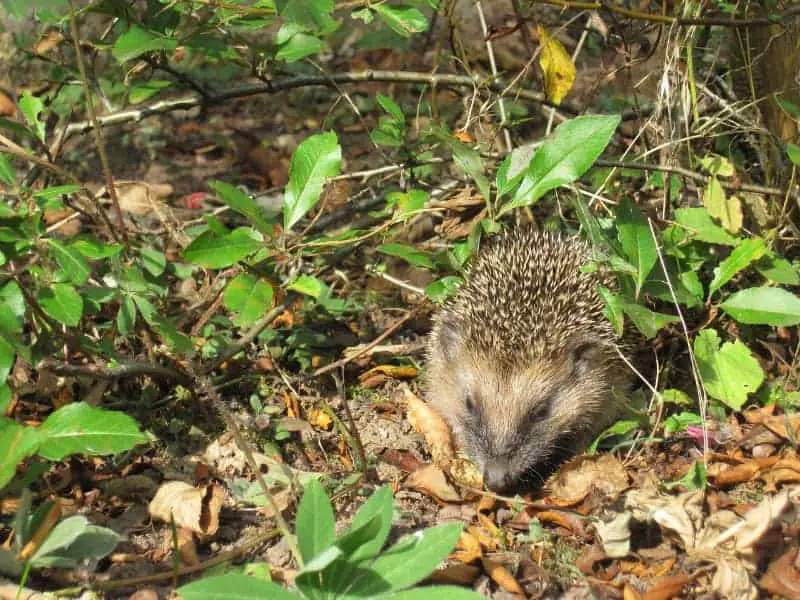 Fressen Igel Brot?