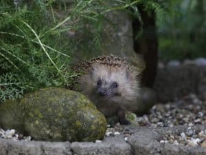 Wenn ein Igel Flöhe hat Tier im Garten