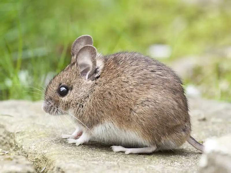 Fressen Igel Mäuse