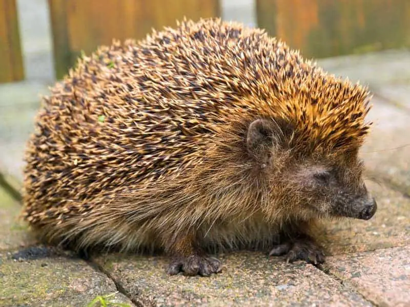 Igel Winterschlaf