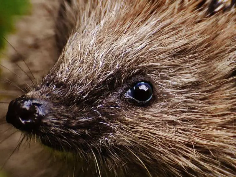 Wie viele Stacheln hat ein Igel?