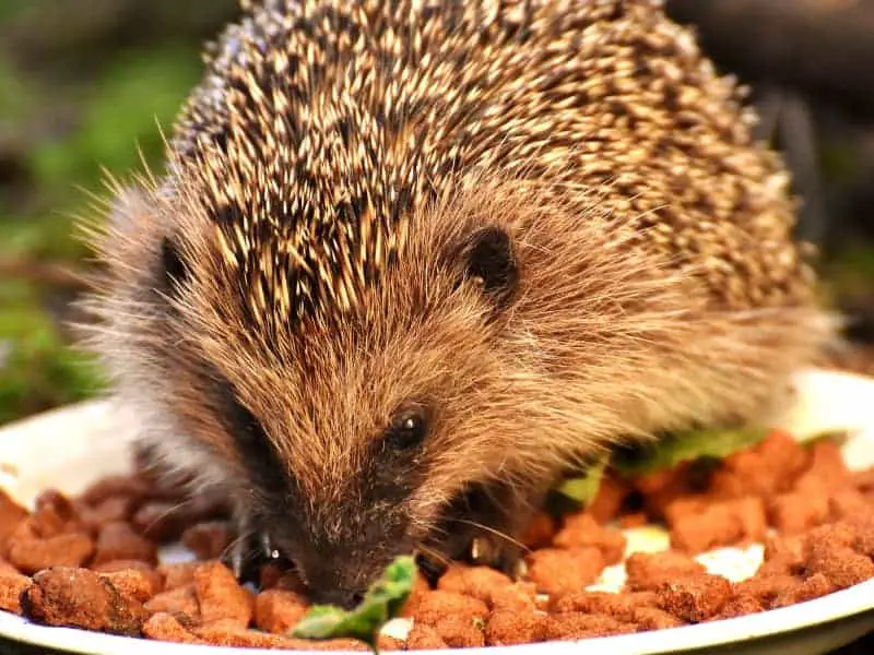 Fressen Igel Hundefutter?