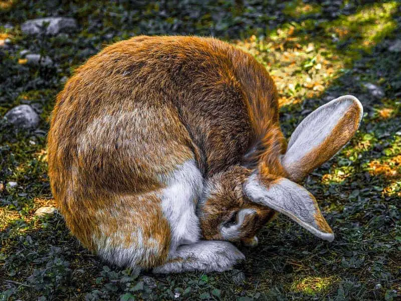 Blinddarmkot Kaninchen