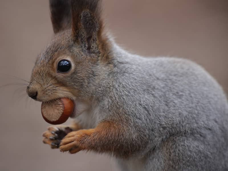 what do squirrels eat