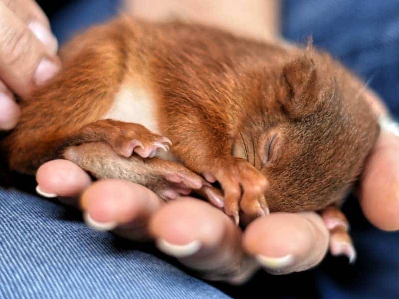 Eichhörnchen Babys