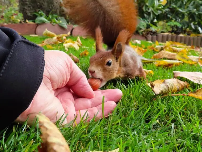 Eichhörnchen im Herbst Tier im Garten