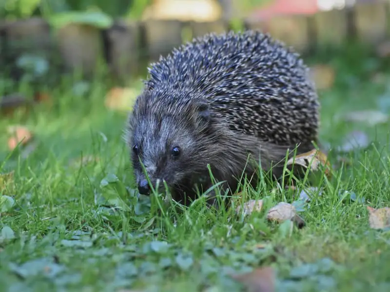 Igel nachtaktiv