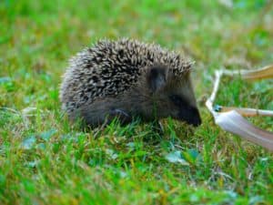 Igel überwintern Tier im Garten