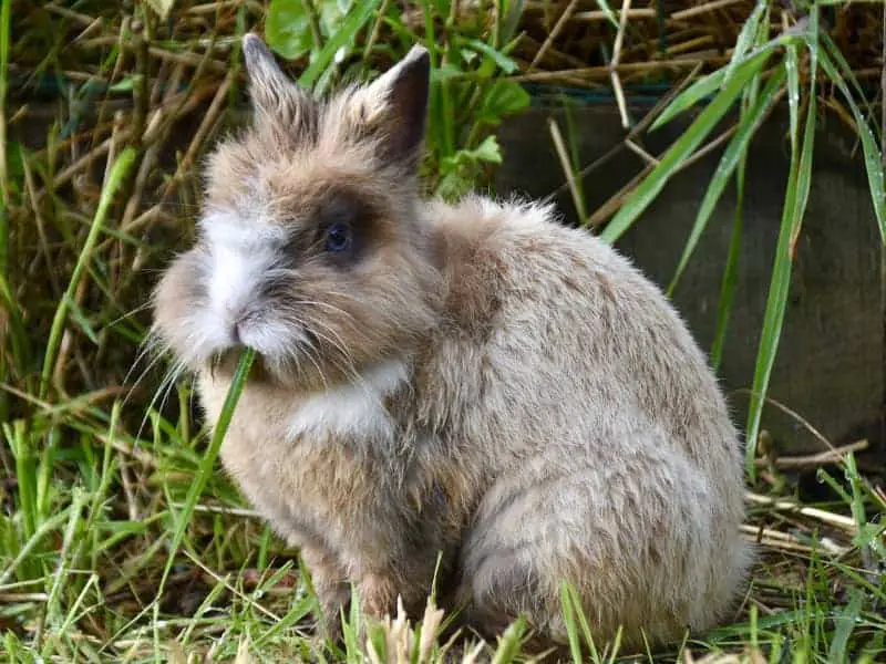 Kaninchen Lauch