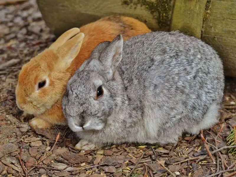 Kaninchen vergesellschaften