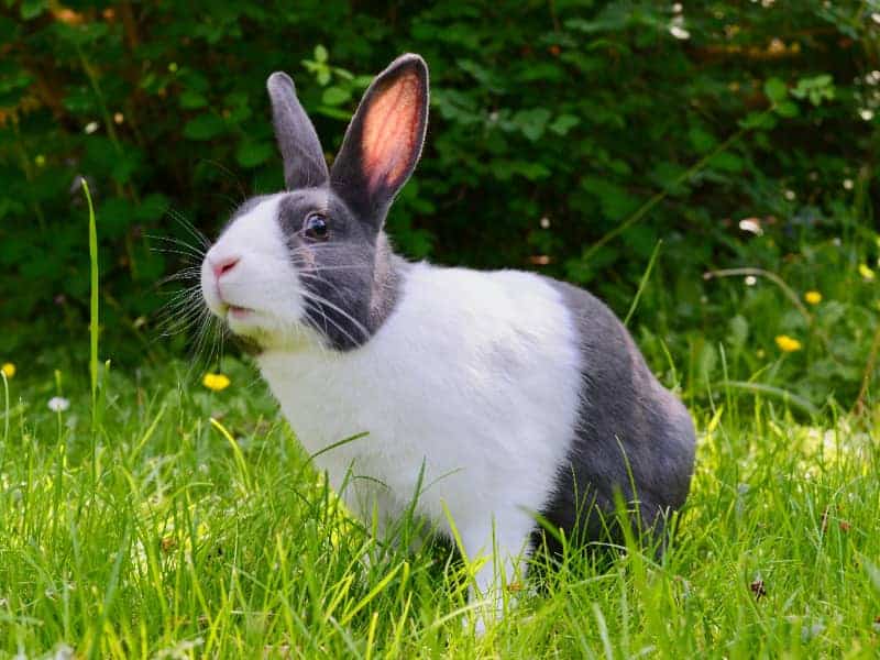 dürfen Kaninchen Rotkohl essen?