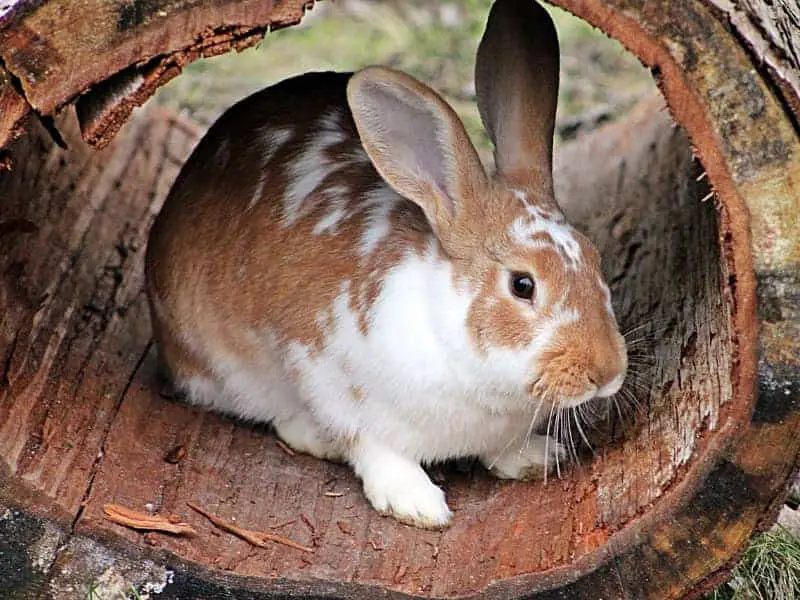 Weidentunnel Kaninchen