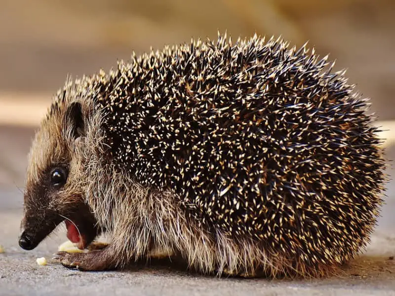 fressen Igel