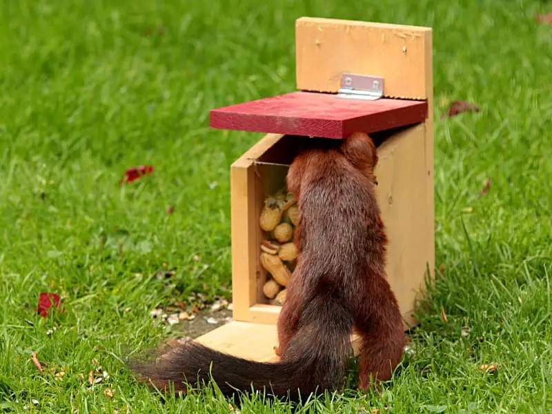 Standort Eichhörnchen Futterhaus 