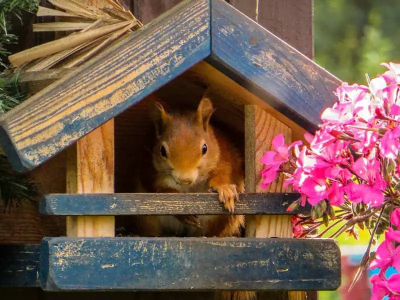 Eichhörnchen Futterhaus rattensicher