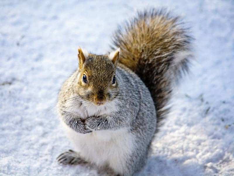 Squirrel winter rest