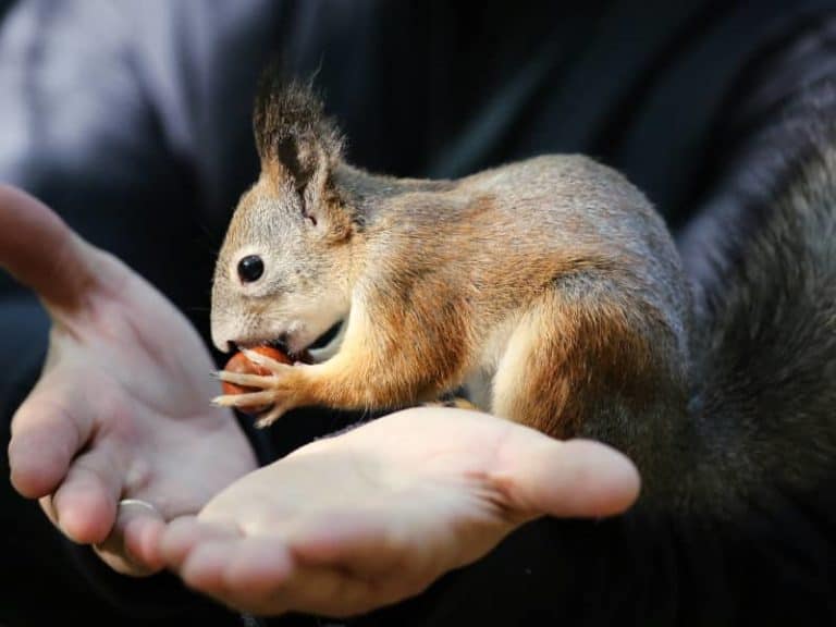 Eichhörnchen als Haustier