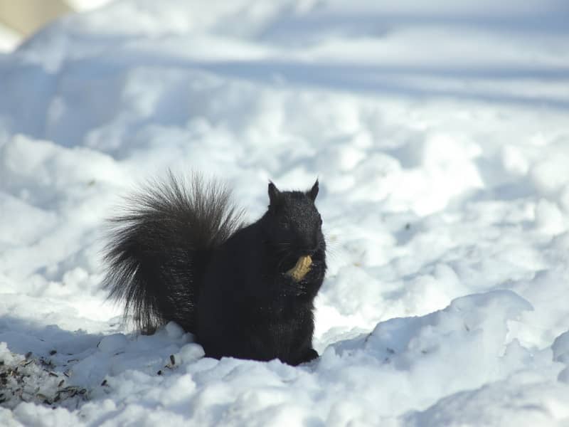 Schwarze Eichhörnchen