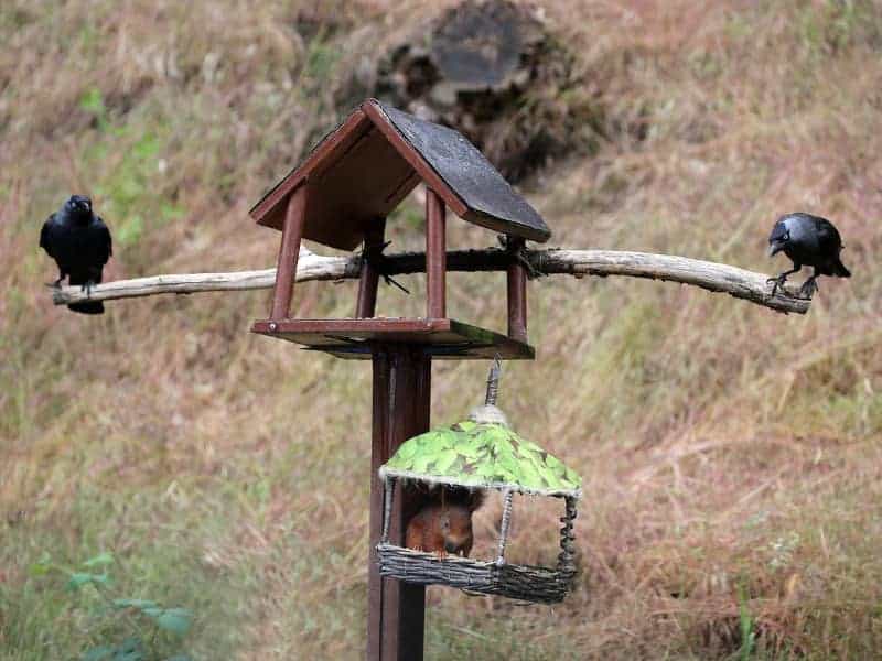 Squirrel bird eggs 