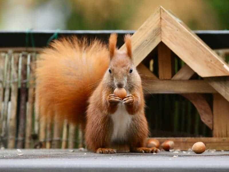 Feeding station squirrel