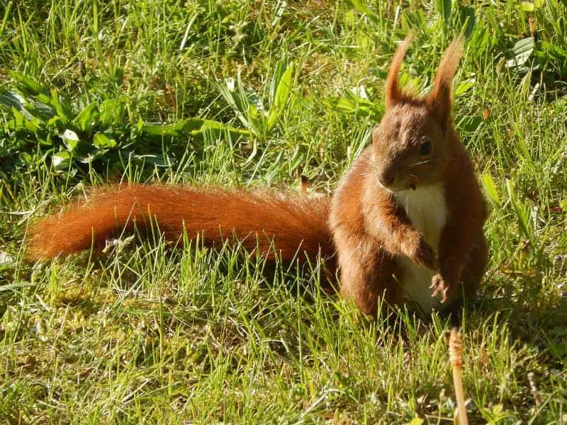 Eichhörnchen im Garten