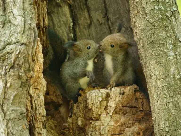 Die Kunst, den perfekten Kaffee zu Hause zu brühen
