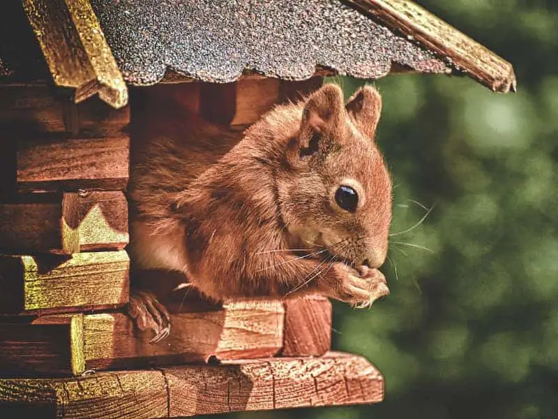 Eichhörnchen Futter kaufen