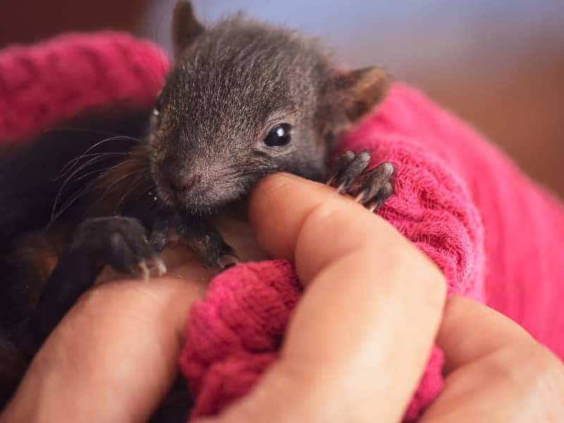 Eichhörnchen Krankheiten