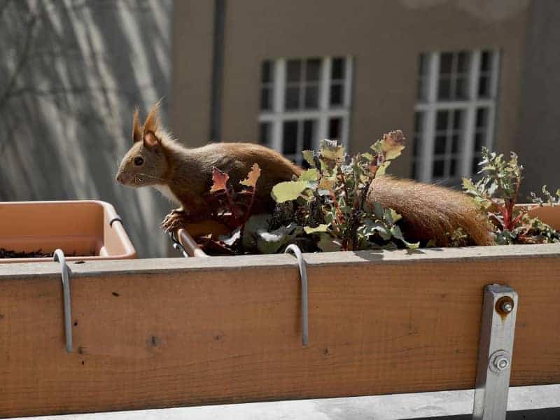 Squirrel on the balcony