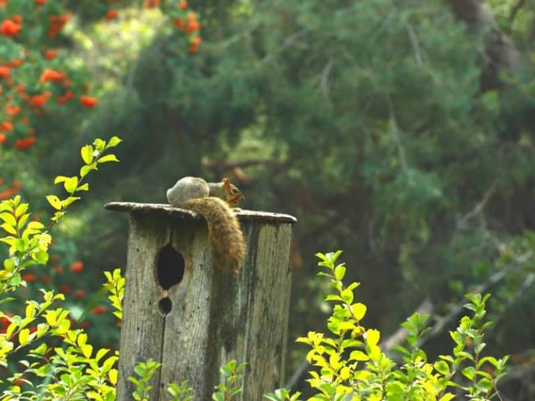 Eichhörnchen Im Dachboden