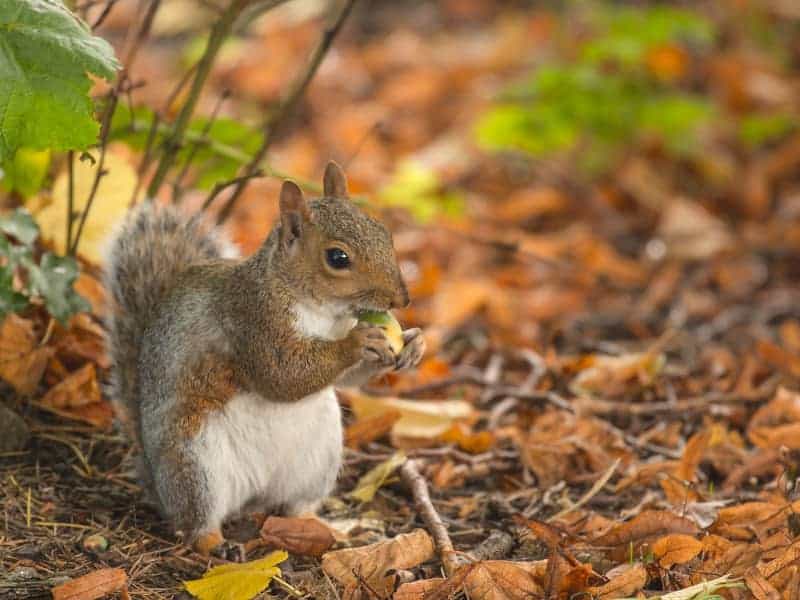 Eichhörnchen im Herbst