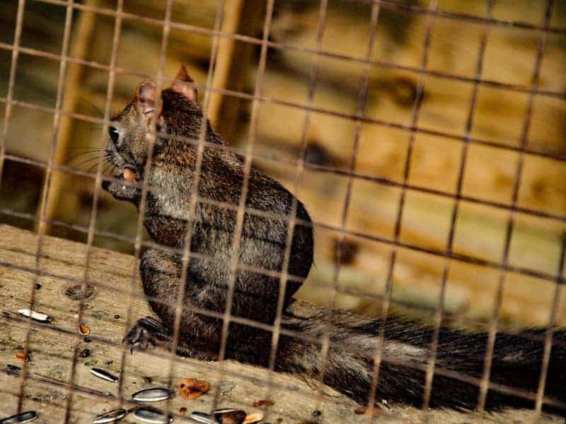 Eichhörnchen Käfig