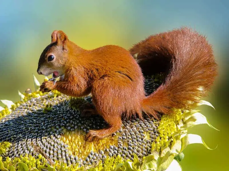 Fressen Eichhörnchen Sonnenblumenkerne