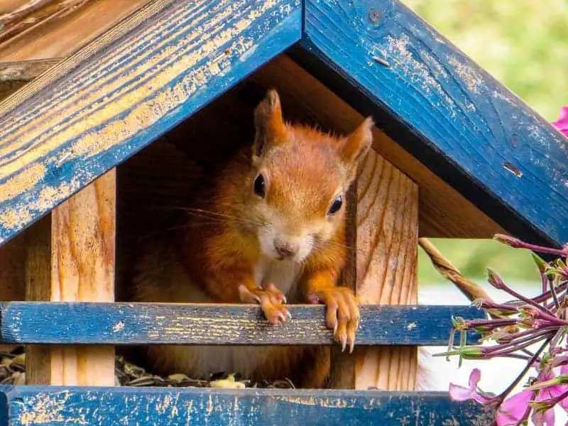 Sind Eichhörnchen Einzelgänger?