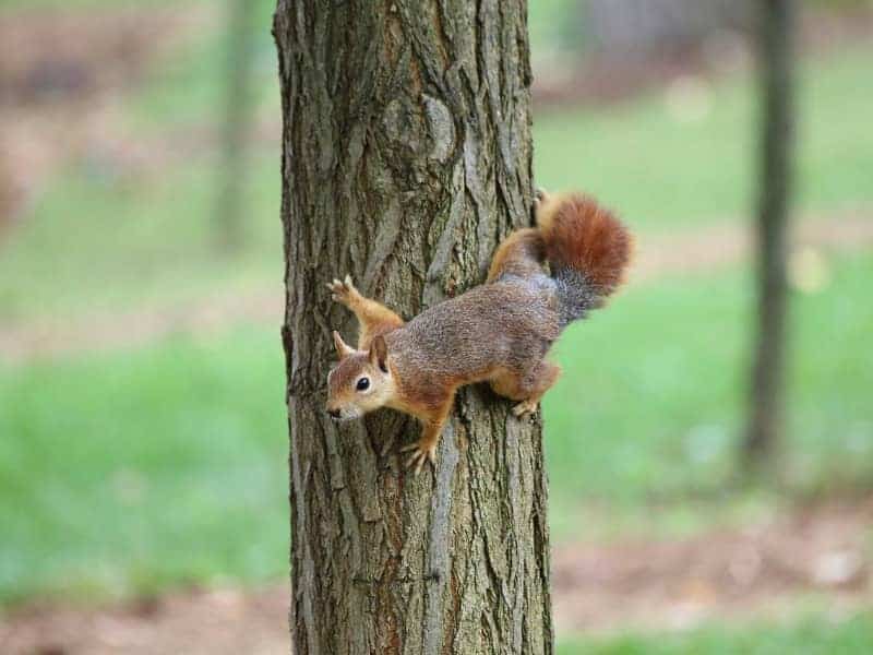 Squirrels climbing
