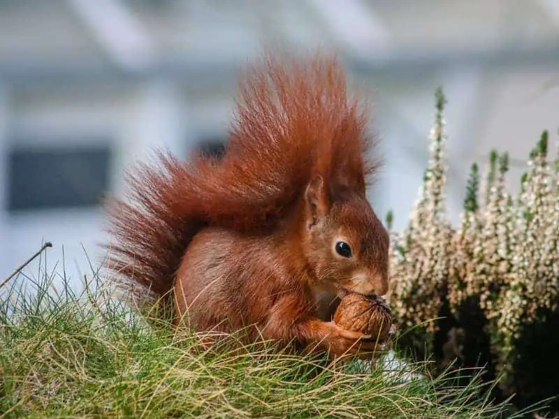 Eichhörnchen Parasiten