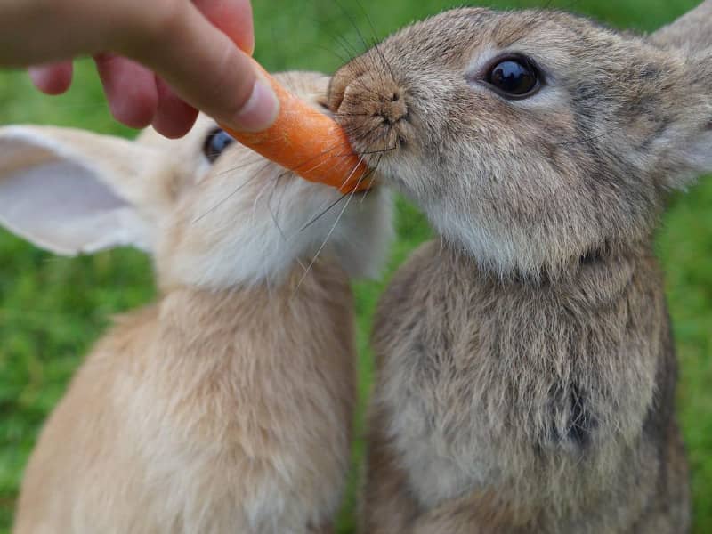 Kaninchen überfressen