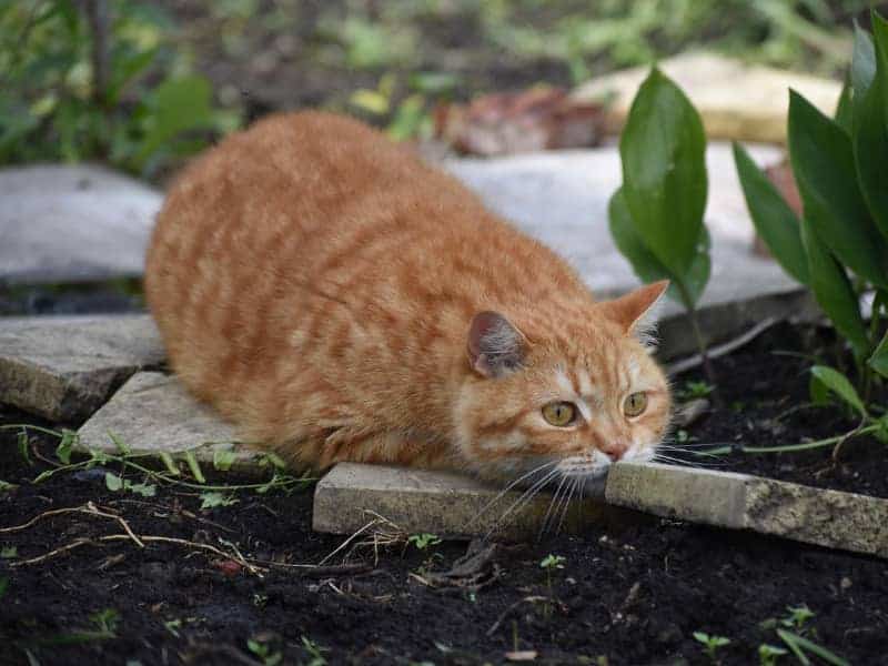 Eichhörnchen und Katzen