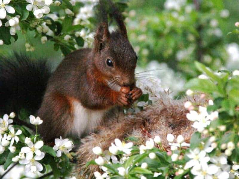 Squirrel nesting material