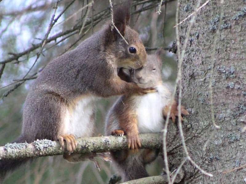 Eichhörnchen jagen sich