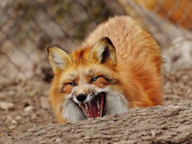 Fuchsbau Tier im Garten