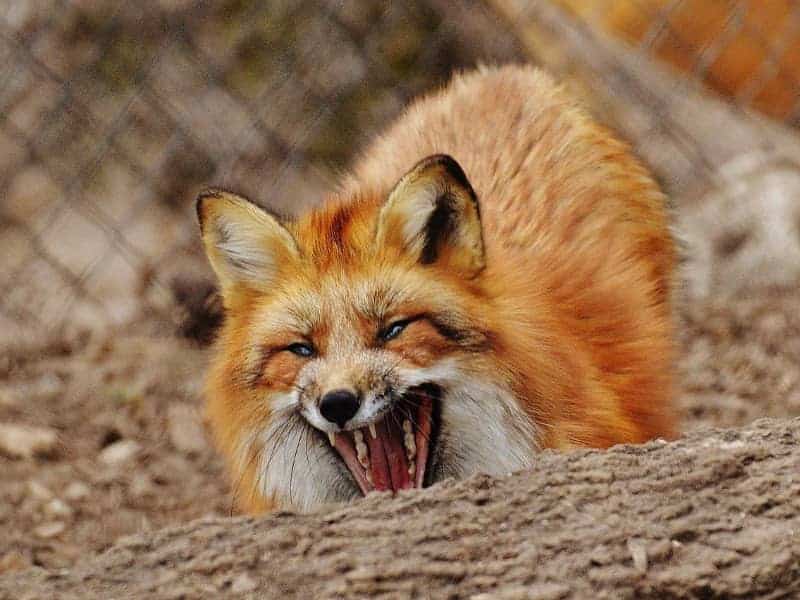 Fox sounds