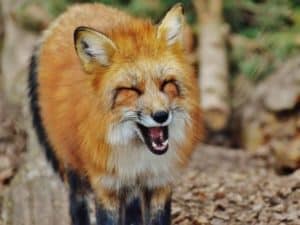 Fuchsbau Tier im Garten