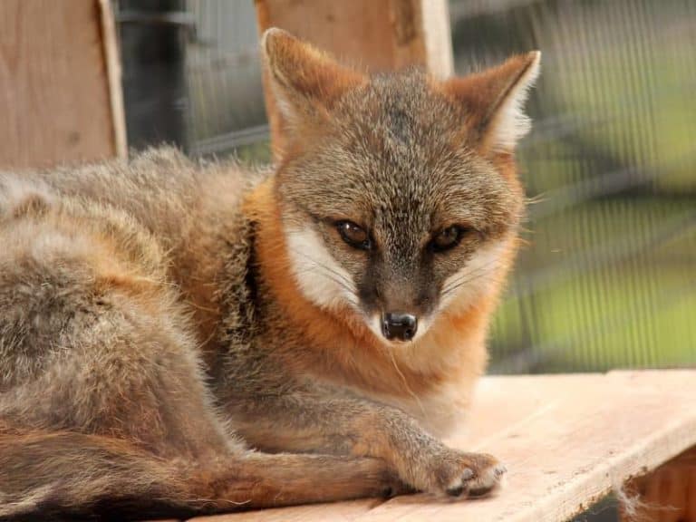 Fuchsbau Tier im Garten