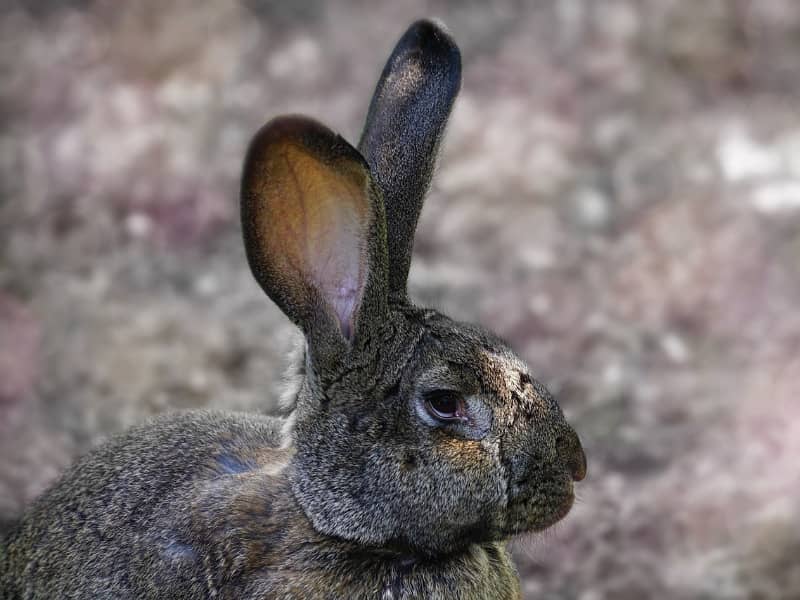 Ear mites rabbit